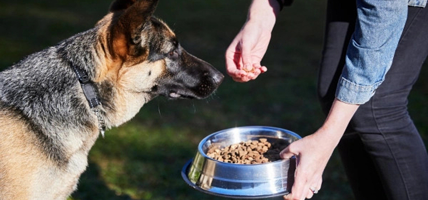 How Wizard of Paws Creates New Career Paths