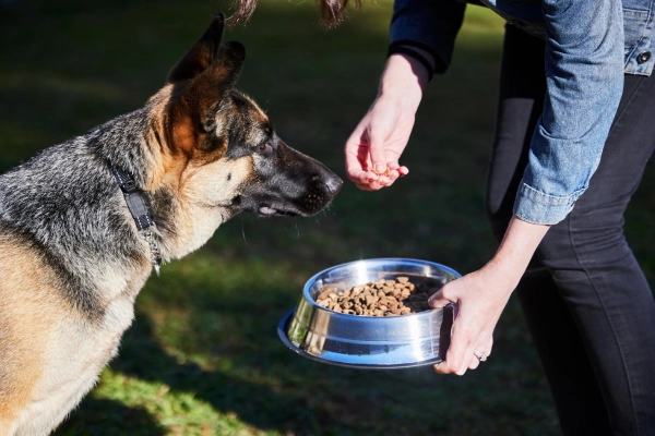 Dog Daycare & Kennel